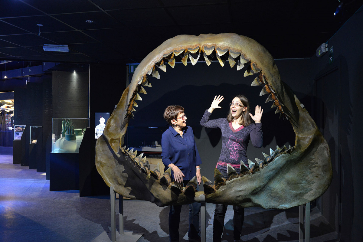 Fédération Wallonie-Bruxelles - Aquarium-Muséum de Liège - Mégalodon